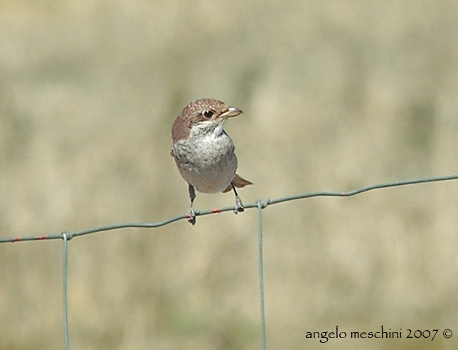 Averla piccola  Lanius collurio